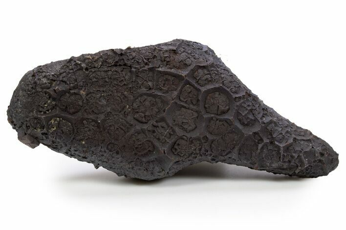 Dragon Scale Stone (Iron, Manganese, Siderite Nodule) #302332